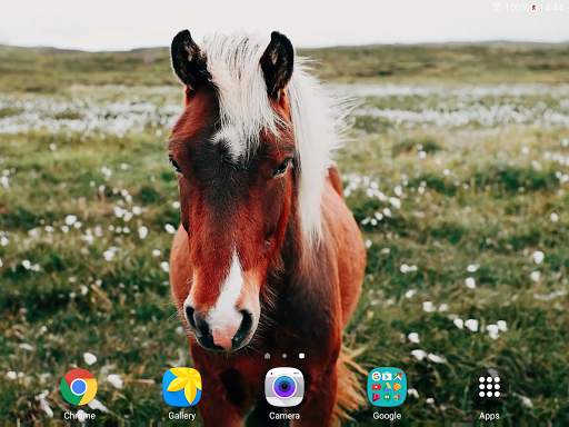 Horses Video Live Wallpaper screenshot 10