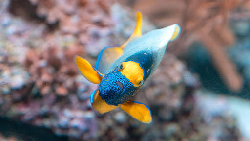 Aquarium Live Wallpaper (Wallpapers & Backgrounds) screenshot 7