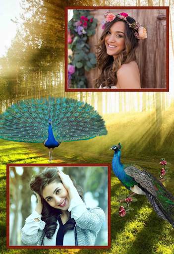Peacock Dual Frames Photo Album 5 تصوير الشاشة