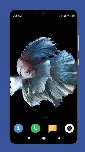 Betta Fish Wallpaper HD screenshot 14