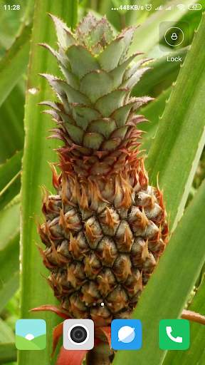 Pineapple Wallpaper screenshot 7