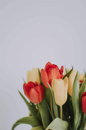 Tulips Wallpapers HD & 4k Backgrounds screenshot 6