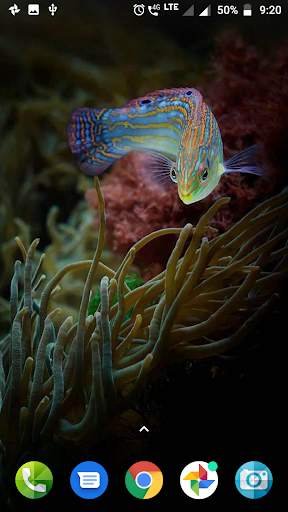 Coral Reef Hd Wallpaper screenshot 4