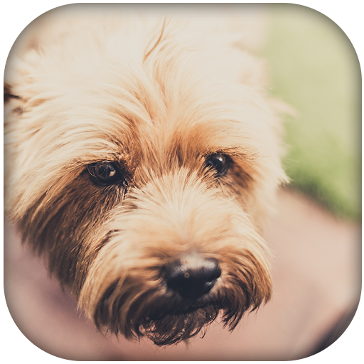 Dog Sounds icon