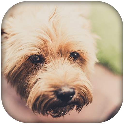 Dog Sounds screenshot 3
