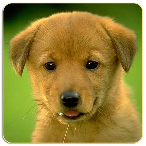Dogs Memory Game Free icon