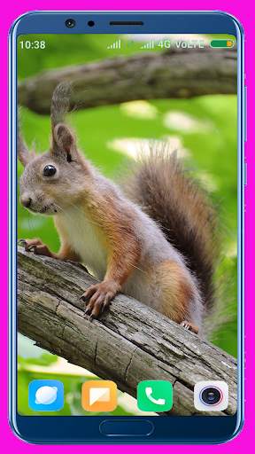 Squirrel Wallpaper screenshot 4