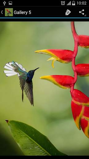 Birds Galleries screenshot 4