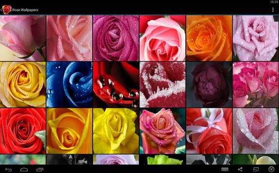 Rose Wallpapers 5 تصوير الشاشة