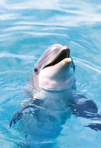 Dolphins Wallpaper screenshot 1