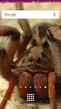 Spider Wallpapers screenshot 2