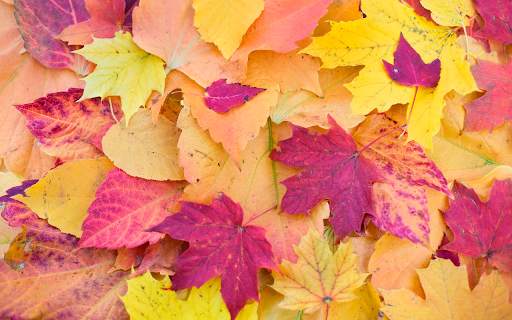 Autumn leaves Wallpapers (backgrounds & themes) screenshot 11