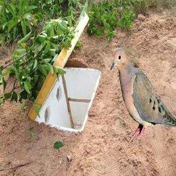 bird trap screenshot 5