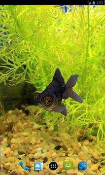 3D Goldfish Live Wallpaper screenshot 1
