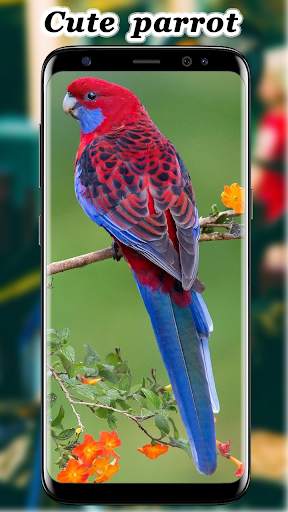Cute Parrot Wallpaper screenshot 1