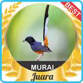 Suara Murai Batu mp3 on 9Apps