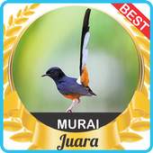 Suara Murai Batu mp3 1.0