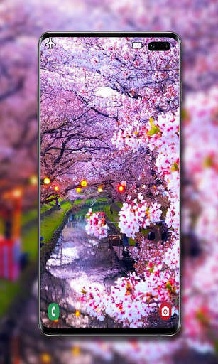 Cherry Blossom Wallpaper screenshot 3