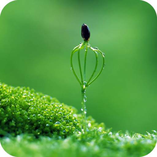 Green Wallpaper Best HD 1.04