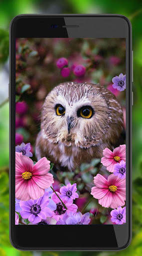 Owls Amazing Live Wallpaper screenshot 5