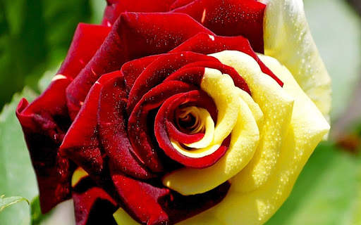 Rosa Live Wallpaper screenshot 6