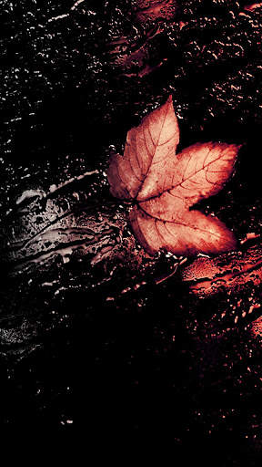 Autumn Wallpaper screenshot 6