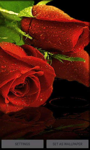 Red Roses Live Wallpaper screenshot 3