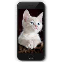 Cat HD Wallpaper 😻😻