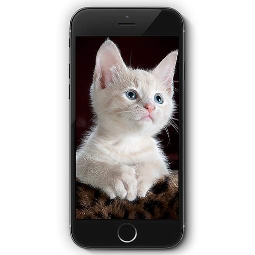 Cat HD Wallpaper 😻😻 2.0