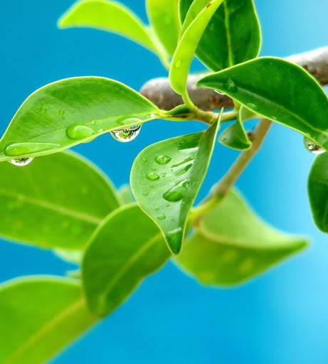 Spring Wallpapers HD screenshot 13