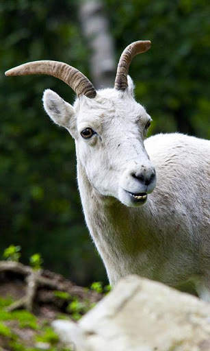 Goat Wallpaper screenshot 4