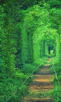 Green Nature wallpaper screenshot 4