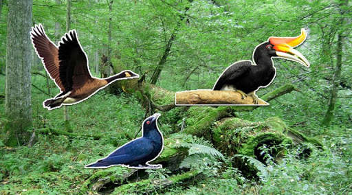 Bird sounds स्क्रीनशॉट 1