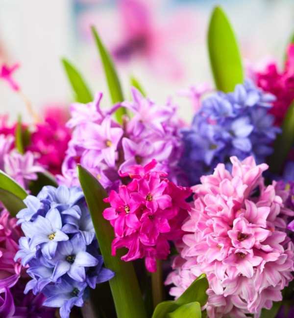 Beautiful Flowers Wallpaper screenshot 10