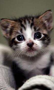 Funny kitty pet screenshot 3