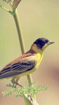 Beautiful Birds Wallpapers HD screenshot 5