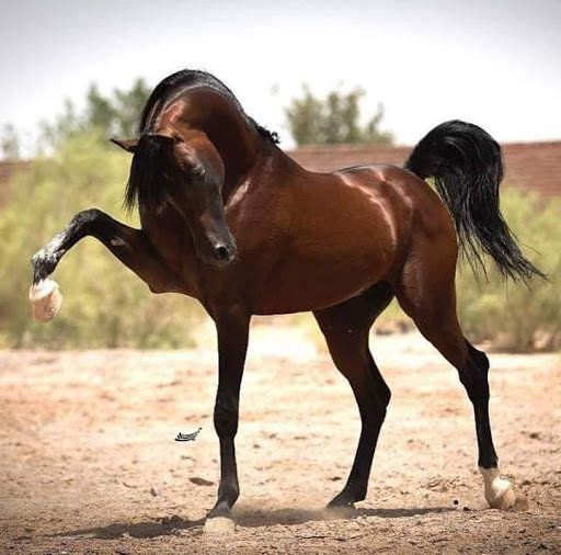 خيول المجد العربي скриншот 5