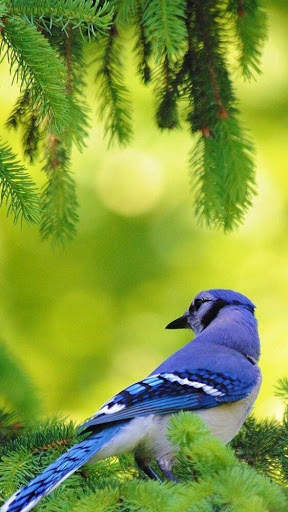 Blue Jay Bird Wallpapers HD screenshot 6
