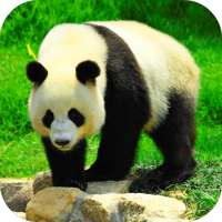 Giant Panda Live Wallpaper logo