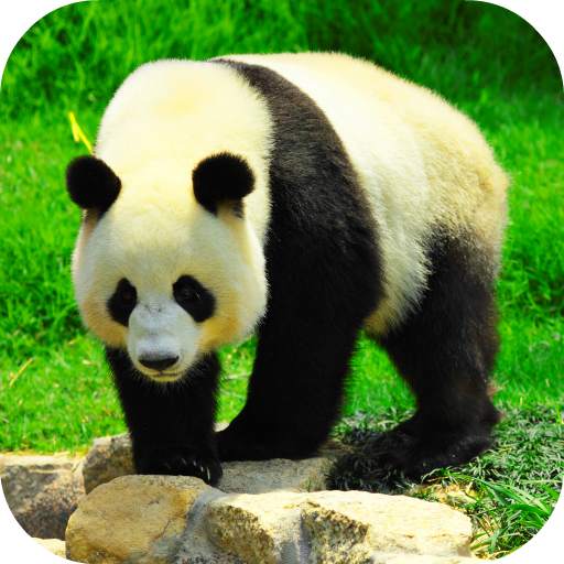 Giant Panda Live Wallpaper 2.0