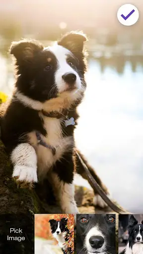 Collie Border Nice Dog Screen Lock screenshot 3