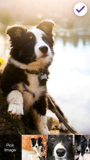 Collie Border Nice Dog Screen Lock screenshot 3