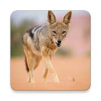 Jackal Sounds ~ Sclip.app on 9Apps