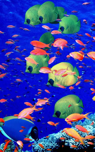 HD Ocean Fish Live Wallpaper screenshot 6