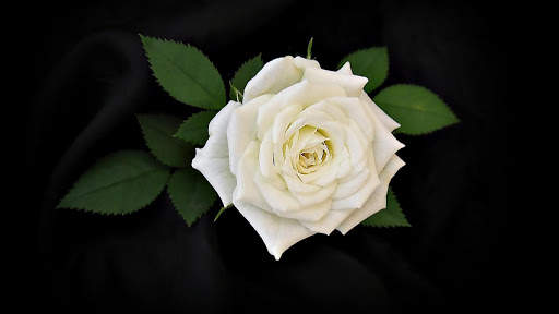 White Rose Live Wallpaper screenshot 7
