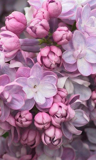 HD Lilac Flower Live Wallpaper screenshot 13