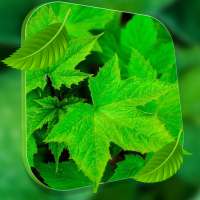 Leaf Live Wallpaper