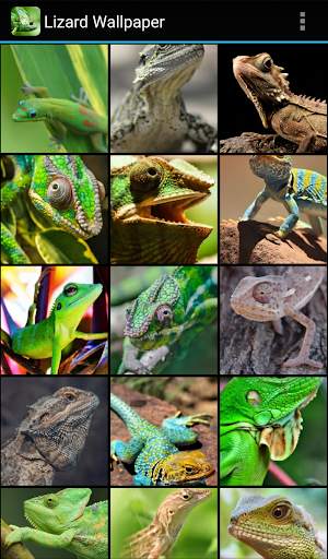 Lizard Wallpaper screenshot 2