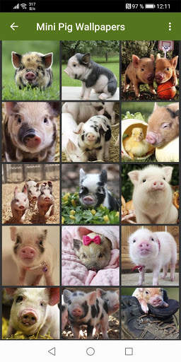 Mini Pig Wallpapers screenshot 3