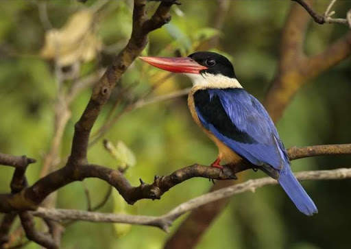 Indian Bird Sounds screenshot 4